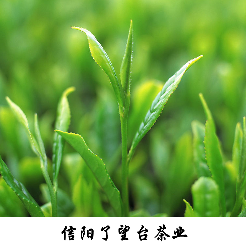 第24届信阳国际茶文化节/茶业博览会2016年4月28日开幕