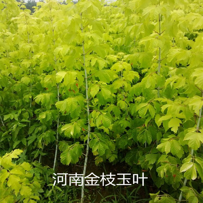 金叶复叶槭种植技术